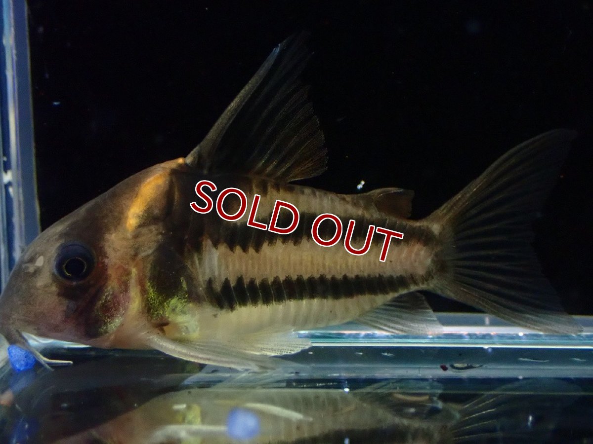 画像2: 【淡水魚】【通販】美ライン No9 コリドラス スーパーパラレルス【個体販売】(±5.5cm)(コリドラス)(生体)(熱帯魚)NKCR (2)