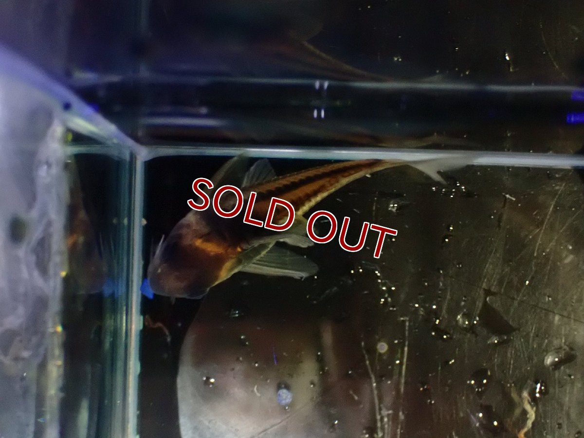 画像3: 【淡水魚】【通販】美ライン No9 コリドラス スーパーパラレルス【個体販売】(±5.5cm)(コリドラス)(生体)(熱帯魚)NKCR (3)