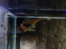 画像3: 【淡水魚】【通販】美ライン No9 コリドラス スーパーパラレルス【個体販売】(±5.5cm)(コリドラス)(生体)(熱帯魚)NKCR (3)