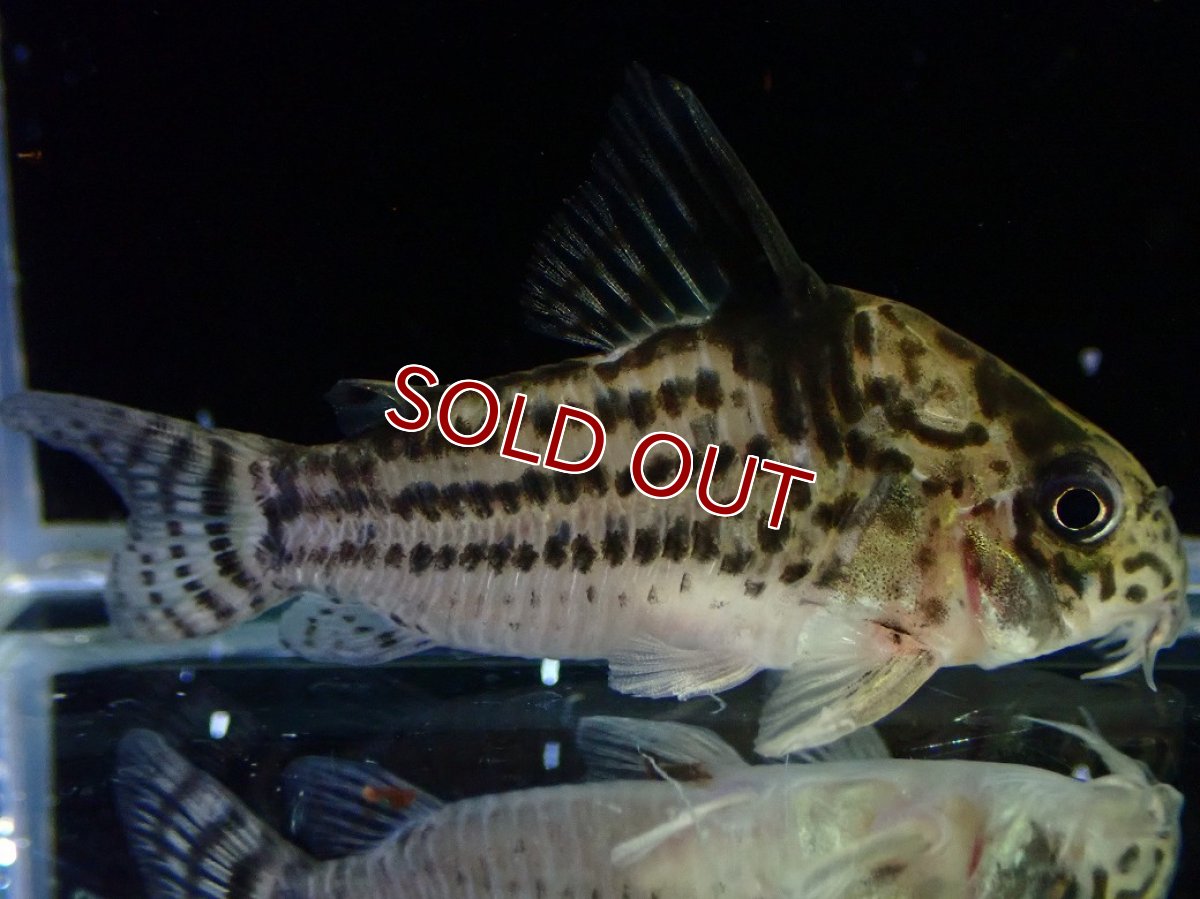 画像1: 【淡水魚】【通販】超激レア 17年ぶりの入荷 No1 コリドラス cf トカンチンスシュワルツィ カテテ産 ワイルド【個体販売】(生体)(熱帯魚)NKCR (1)