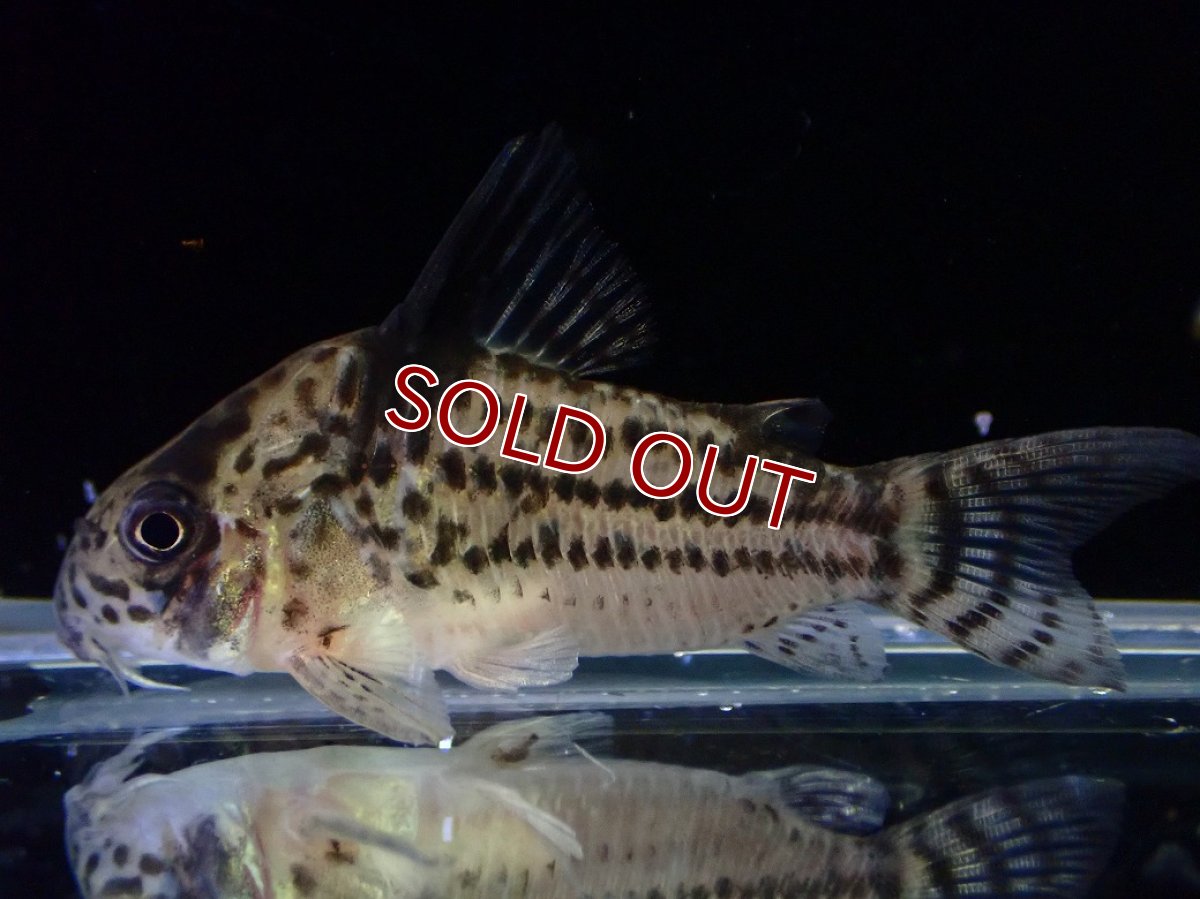 画像2: 【淡水魚】【通販】超激レア 17年ぶりの入荷 No1 コリドラス cf トカンチンスシュワルツィ カテテ産 ワイルド【個体販売】(生体)(熱帯魚)NKCR (2)