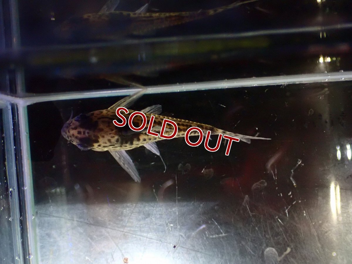 画像3: 【淡水魚】【通販】超激レア 17年ぶりの入荷 No1 コリドラス cf トカンチンスシュワルツィ カテテ産 ワイルド【個体販売】(生体)(熱帯魚)NKCR (3)