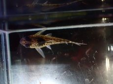 画像3: 【淡水魚】【通販】超激レア 17年ぶりの入荷 No1 コリドラス cf トカンチンスシュワルツィ カテテ産 ワイルド【個体販売】(生体)(熱帯魚)NKCR (3)