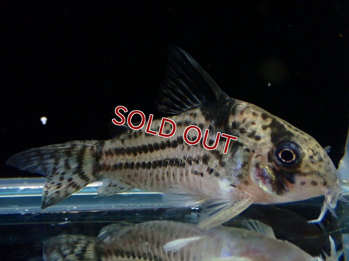 画像1: 【淡水魚】【通販】超激レア 17年ぶりの入荷 No2 コリドラス cf トカンチンスシュワルツィ カテテ産 ワイルド【個体販売】(生体)(熱帯魚)NKCR (1)