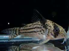 画像1: 【淡水魚】【通販】超激レア 17年ぶりの入荷 No2 コリドラス cf トカンチンスシュワルツィ カテテ産 ワイルド【個体販売】(生体)(熱帯魚)NKCR (1)