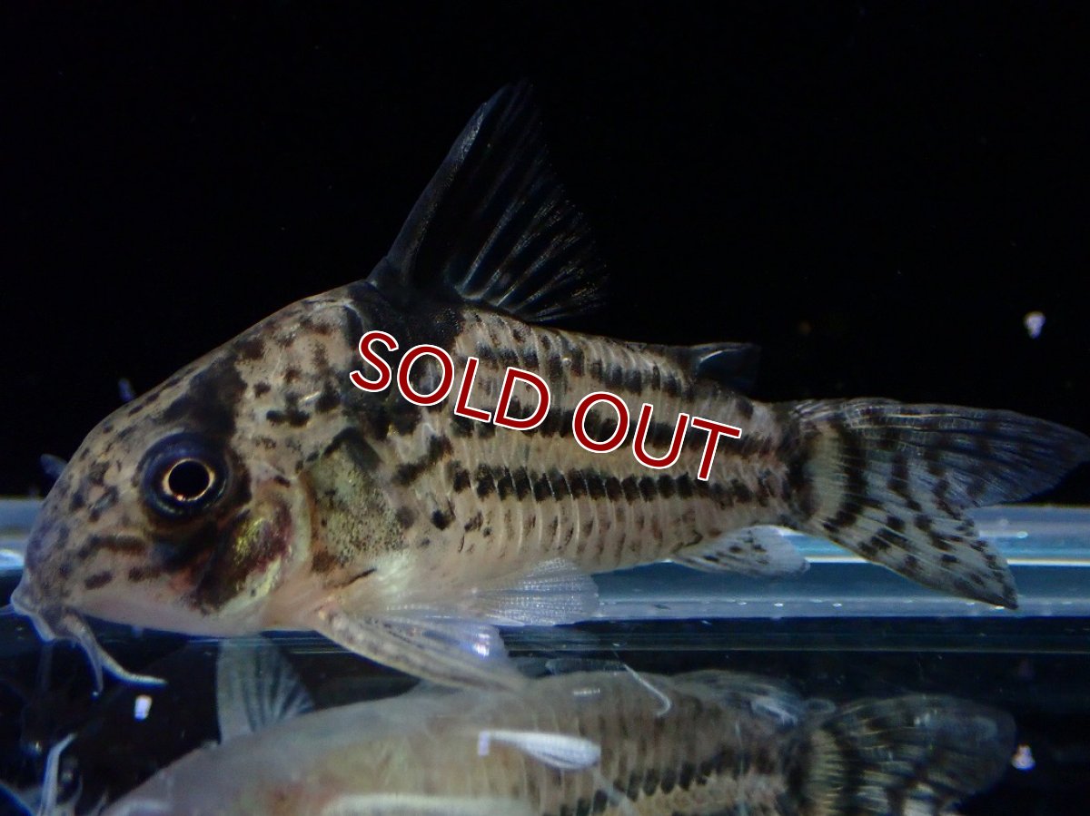 画像2: 【淡水魚】【通販】超激レア 17年ぶりの入荷 No2 コリドラス cf トカンチンスシュワルツィ カテテ産 ワイルド【個体販売】(生体)(熱帯魚)NKCR (2)