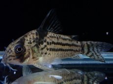 画像2: 【淡水魚】【通販】超激レア 17年ぶりの入荷 No2 コリドラス cf トカンチンスシュワルツィ カテテ産 ワイルド【個体販売】(生体)(熱帯魚)NKCR (2)