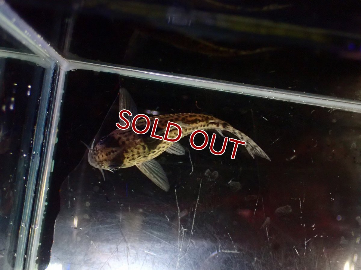 画像3: 【淡水魚】【通販】超激レア 17年ぶりの入荷 No2 コリドラス cf トカンチンスシュワルツィ カテテ産 ワイルド【個体販売】(生体)(熱帯魚)NKCR (3)