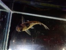 画像3: 【淡水魚】【通販】超激レア 17年ぶりの入荷 No2 コリドラス cf トカンチンスシュワルツィ カテテ産 ワイルド【個体販売】(生体)(熱帯魚)NKCR (3)