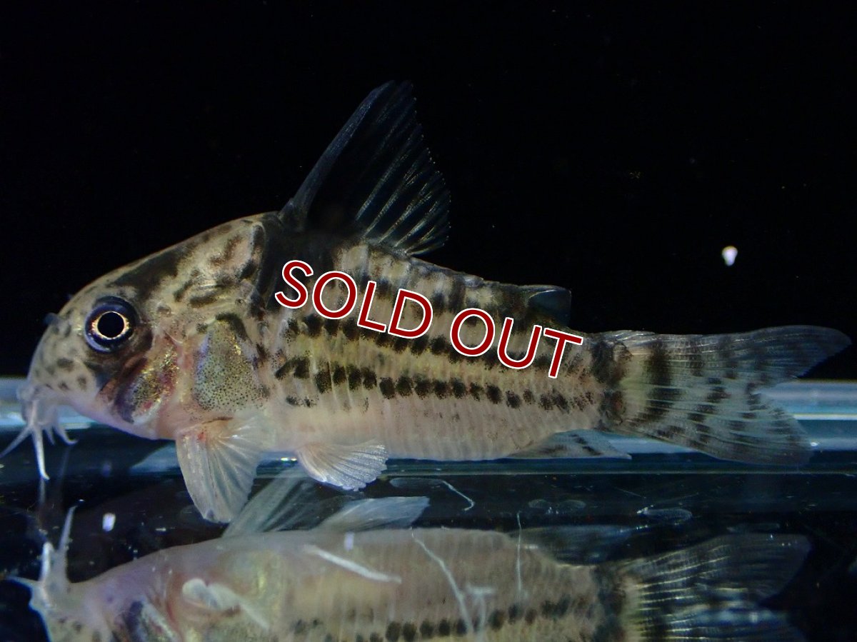 画像1: 【淡水魚】【通販】超激レア 17年ぶりの入荷 No3 コリドラス cf トカンチンスシュワルツィ カテテ産 ワイルド【個体販売】(生体)(熱帯魚)NKCR (1)