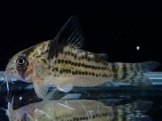 画像1: 【淡水魚】【通販】超激レア 17年ぶりの入荷 No3 コリドラス cf トカンチンスシュワルツィ カテテ産 ワイルド【個体販売】(生体)(熱帯魚)NKCR (1)