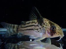 画像2: 【淡水魚】【通販】超激レア 17年ぶりの入荷 No3 コリドラス cf トカンチンスシュワルツィ カテテ産 ワイルド【個体販売】(生体)(熱帯魚)NKCR (2)