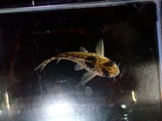画像3: 【淡水魚】【通販】超激レア 17年ぶりの入荷 No3 コリドラス cf トカンチンスシュワルツィ カテテ産 ワイルド【個体販売】(生体)(熱帯魚)NKCR (3)