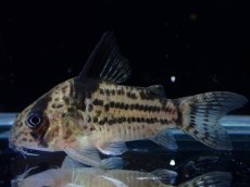 画像1: 【淡水魚】【通販】超激レア 17年ぶりの入荷 No4 コリドラス cf トカンチンスシュワルツィ カテテ産 ワイルド【個体販売】(生体)(熱帯魚)NKCR (1)
