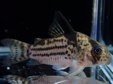 画像2: 【淡水魚】【通販】超激レア 17年ぶりの入荷 No4 コリドラス cf トカンチンスシュワルツィ カテテ産 ワイルド【個体販売】(生体)(熱帯魚)NKCR (2)