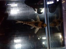 画像3: 【淡水魚】【通販】超激レア 17年ぶりの入荷 No4 コリドラス cf トカンチンスシュワルツィ カテテ産 ワイルド【個体販売】(生体)(熱帯魚)NKCR (3)