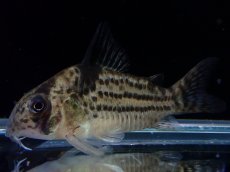 画像1: 【淡水魚】【通販】超激レア 17年ぶりの入荷 No5 コリドラス cf トカンチンスシュワルツィ カテテ産 ワイルド【個体販売】(生体)(熱帯魚)NKCR (1)