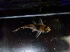 画像3: 【淡水魚】【通販】超激レア 17年ぶりの入荷 No5 コリドラス cf トカンチンスシュワルツィ カテテ産 ワイルド【個体販売】(生体)(熱帯魚)NKCR (3)