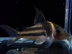 画像1: 【淡水魚】【通販】美ライン No1 コリドラス ビファシアータス タパジョス産 ワイルド【個体販売】(±6cm)(生体)(熱帯魚)NKCR (1)