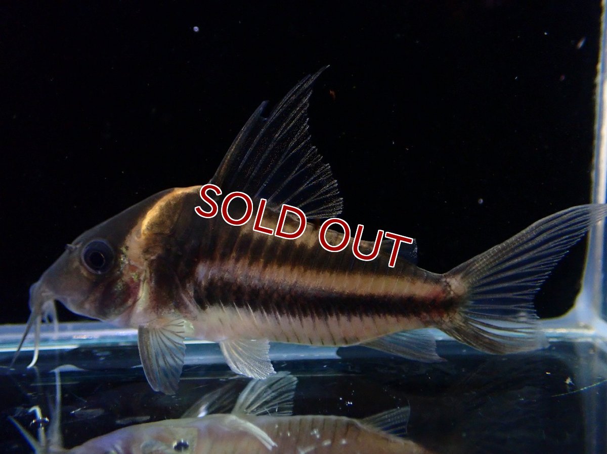 画像2: 【淡水魚】【通販】美ライン No1 コリドラス ビファシアータス タパジョス産 ワイルド【個体販売】(±6cm)(生体)(熱帯魚)NKCR (2)