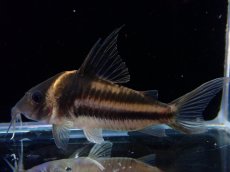 画像2: 【淡水魚】【通販】美ライン No1 コリドラス ビファシアータス タパジョス産 ワイルド【個体販売】(±6cm)(生体)(熱帯魚)NKCR (2)
