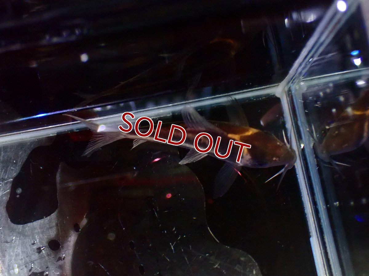 画像3: 【淡水魚】【通販】美ライン No1 コリドラス ビファシアータス タパジョス産 ワイルド【個体販売】(±6cm)(生体)(熱帯魚)NKCR (3)