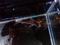 画像3: 【淡水魚】【通販】美ライン No1 コリドラス ビファシアータス タパジョス産 ワイルド【個体販売】(±6cm)(生体)(熱帯魚)NKCR (3)