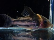 画像2: 【淡水魚】【通販】美ライン No2 コリドラス ビファシアータス タパジョス産 ワイルド【個体販売】(±6cm)(生体)(熱帯魚)NKCR (2)