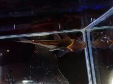 画像3: 【淡水魚】【通販】美ライン No2 コリドラス ビファシアータス タパジョス産 ワイルド【個体販売】(±6cm)(生体)(熱帯魚)NKCR (3)