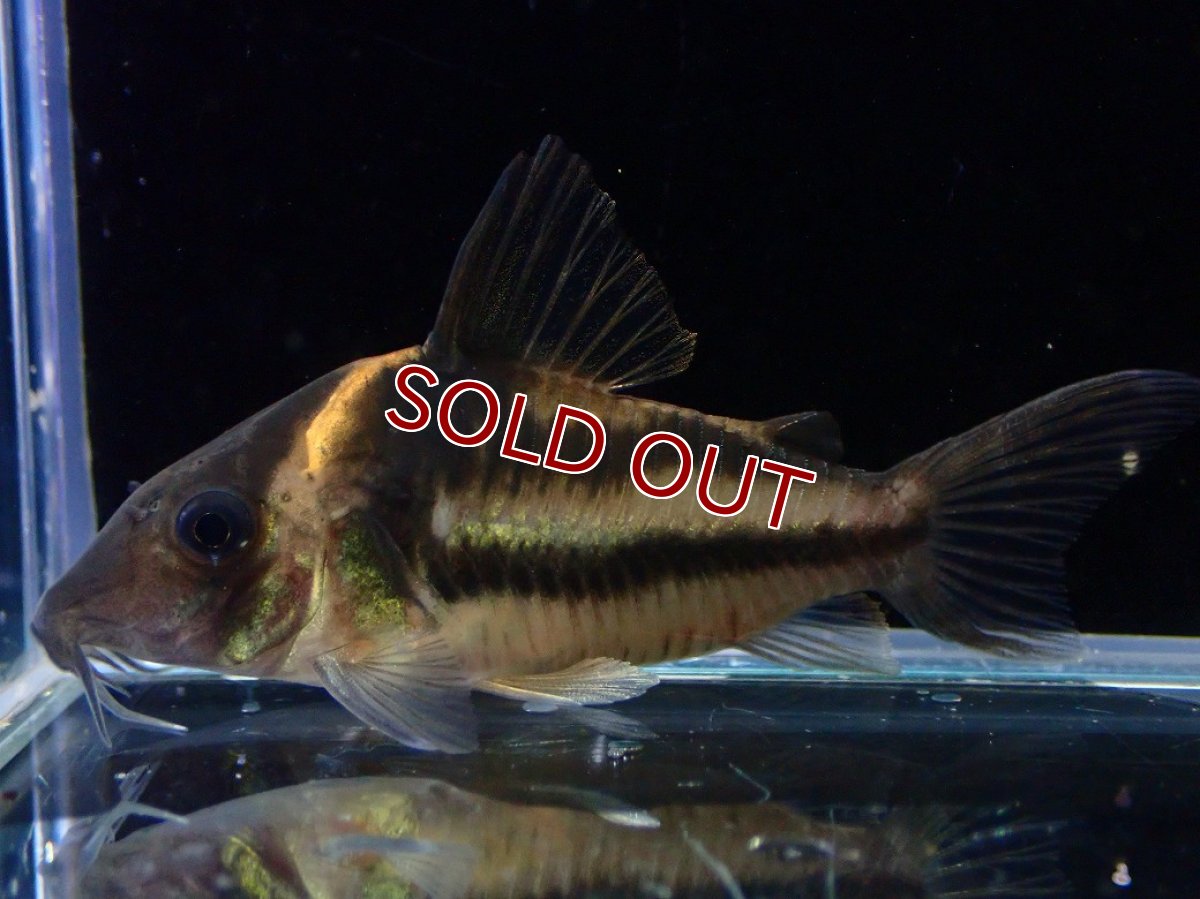 画像1: 【30%OFF対象商品30周年セール 淡水魚】【淡水魚】【通販】美ライン No3 コリドラス ビファシアータス タパジョス産 ワイルド【個体販売】(±6cm)(生体)(熱帯魚)NKCR (1)