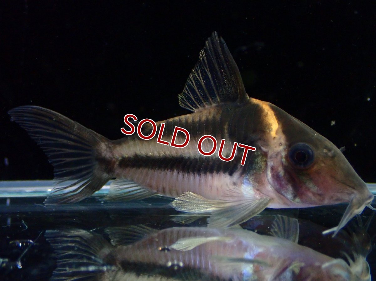 画像2: 【30%OFF対象商品30周年セール 淡水魚】【淡水魚】【通販】美ライン No3 コリドラス ビファシアータス タパジョス産 ワイルド【個体販売】(±6cm)(生体)(熱帯魚)NKCR (2)