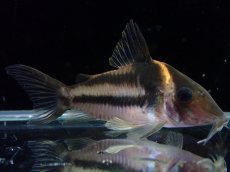 画像2: 【淡水魚】【通販】美ライン No3 コリドラス ビファシアータス タパジョス産 ワイルド【個体販売】(±6cm)(生体)(熱帯魚)NKCR (2)