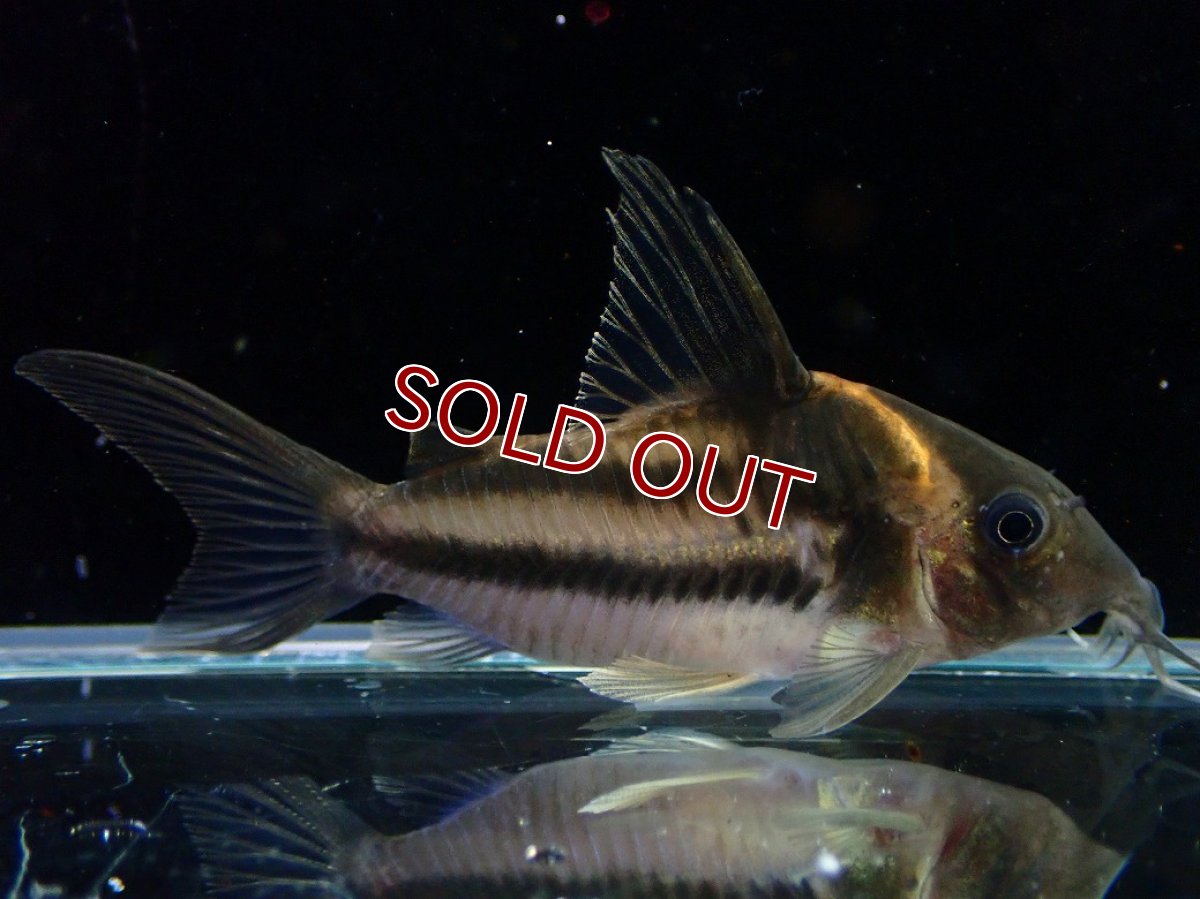 画像1: 【30%OFF対象商品30周年セール 淡水魚】【淡水魚】【通販】美ライン No4 コリドラス ビファシアータス タパジョス産 ワイルド【個体販売】(±6cm)(生体)(熱帯魚)NKCR (1)