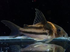 画像1: 【淡水魚】【通販】美ライン No4 コリドラス ビファシアータス タパジョス産 ワイルド【個体販売】(±6cm)(生体)(熱帯魚)NKCR (1)