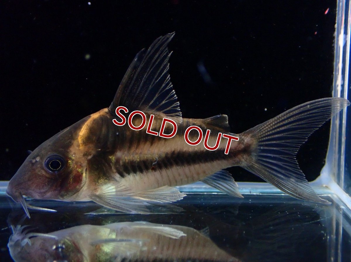 画像2: 【30%OFF対象商品30周年セール 淡水魚】【淡水魚】【通販】美ライン No4 コリドラス ビファシアータス タパジョス産 ワイルド【個体販売】(±6cm)(生体)(熱帯魚)NKCR (2)