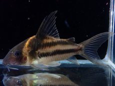 画像2: 【淡水魚】【通販】美ライン No4 コリドラス ビファシアータス タパジョス産 ワイルド【個体販売】(±6cm)(生体)(熱帯魚)NKCR (2)