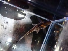 画像3: 【淡水魚】【通販】美ライン No4 コリドラス ビファシアータス タパジョス産 ワイルド【個体販売】(±6cm)(生体)(熱帯魚)NKCR (3)
