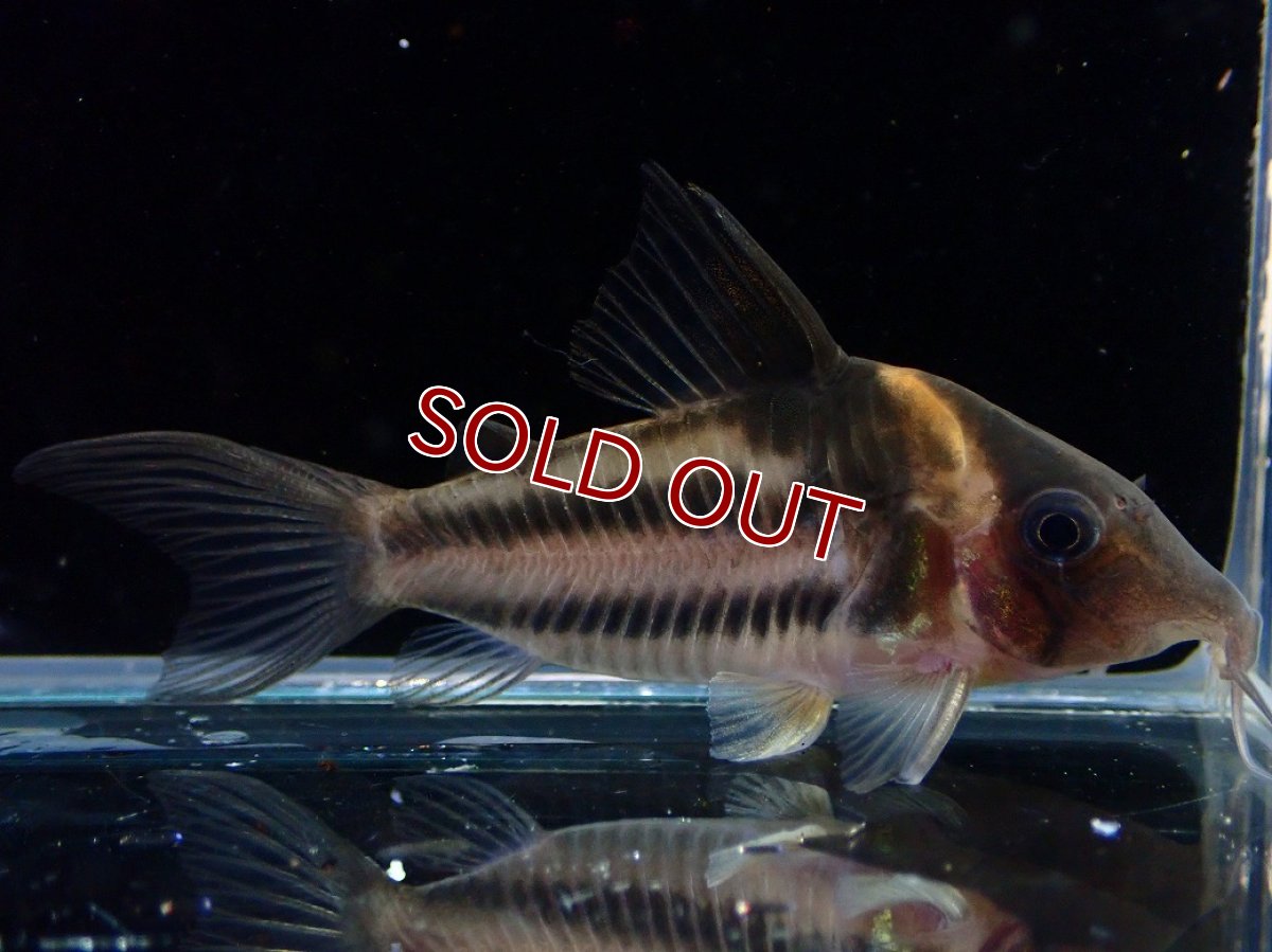 画像1: 【決算セール クーポンご利用で更に10％OFF対象商品】【淡水魚】【通販】美ライン No5 コリドラス ビファシアータス タパジョス産 ワイルド【個体販売】(±6cm)(生体)(熱帯魚)NKCR (1)