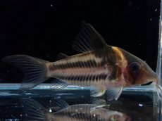 画像1: 【淡水魚】【通販】美ライン No5 コリドラス ビファシアータス タパジョス産 ワイルド【個体販売】(±6cm)(生体)(熱帯魚)NKCR (1)