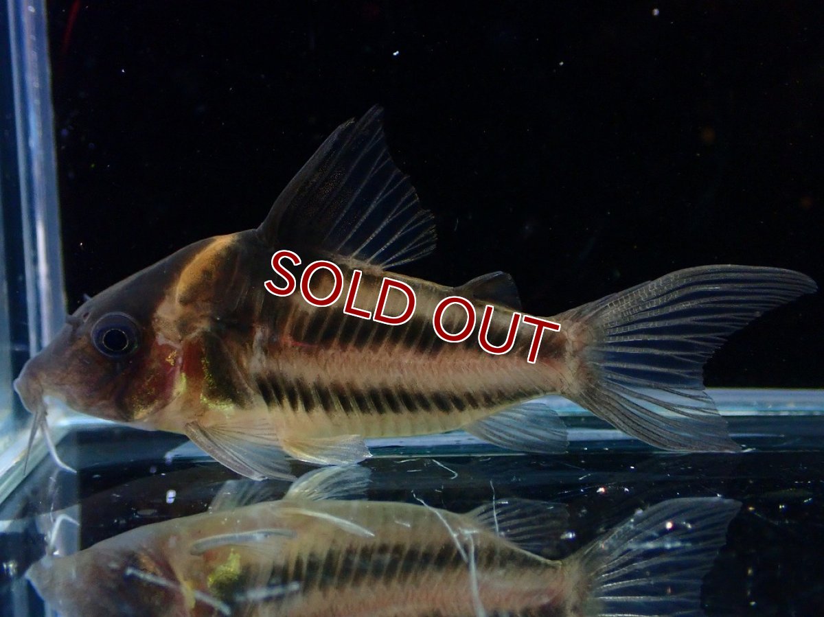 画像2: 【決算セール クーポンご利用で更に10％OFF対象商品】【淡水魚】【通販】美ライン No5 コリドラス ビファシアータス タパジョス産 ワイルド【個体販売】(±6cm)(生体)(熱帯魚)NKCR (2)