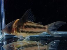 画像2: 【淡水魚】【通販】美ライン No5 コリドラス ビファシアータス タパジョス産 ワイルド【個体販売】(±6cm)(生体)(熱帯魚)NKCR (2)