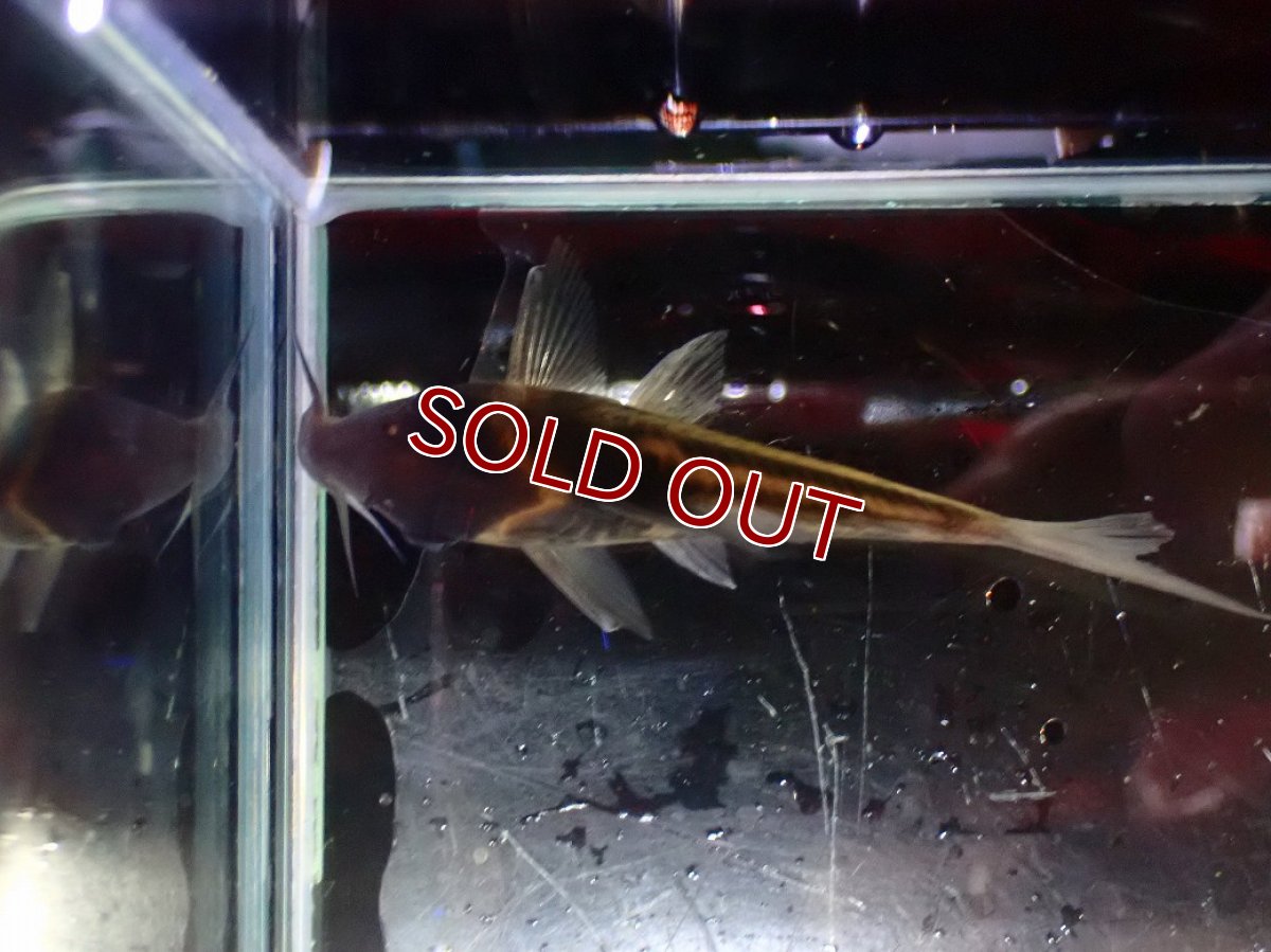 画像3: 【決算セール クーポンご利用で更に10％OFF対象商品】【淡水魚】【通販】美ライン No5 コリドラス ビファシアータス タパジョス産 ワイルド【個体販売】(±6cm)(生体)(熱帯魚)NKCR (3)