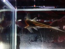 画像3: 【淡水魚】【通販】美ライン No5 コリドラス ビファシアータス タパジョス産 ワイルド【個体販売】(±6cm)(生体)(熱帯魚)NKCR (3)