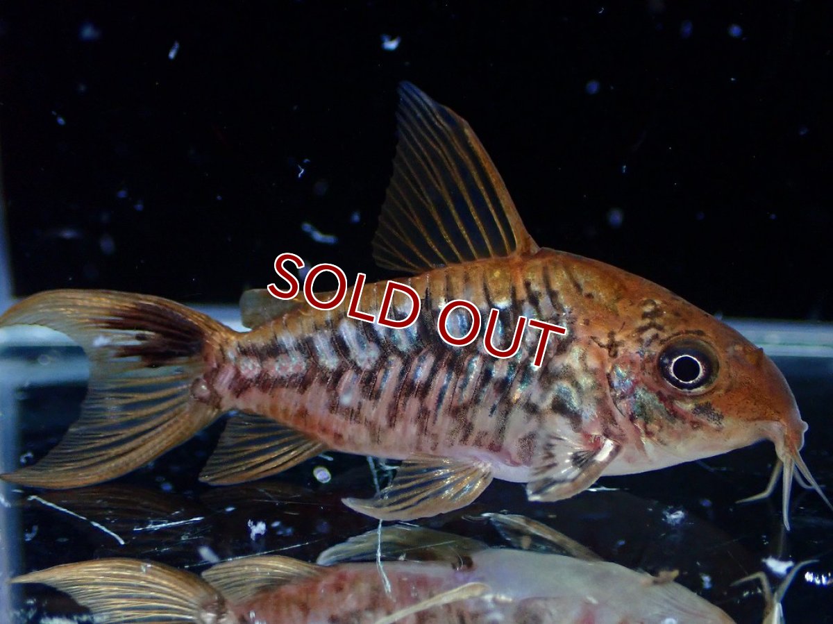 画像1: 【淡水魚】【通販】美個体 No1 コリドラス パンタナルエンシス【個体販売】(±5cm)(コリドラス)(生体)(熱帯魚)NKCR (1)