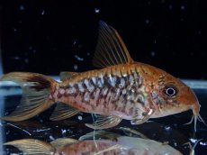画像1: 【淡水魚】【通販】美個体 No1 コリドラス パンタナルエンシス【個体販売】(±5cm)(コリドラス)(生体)(熱帯魚)NKCR (1)