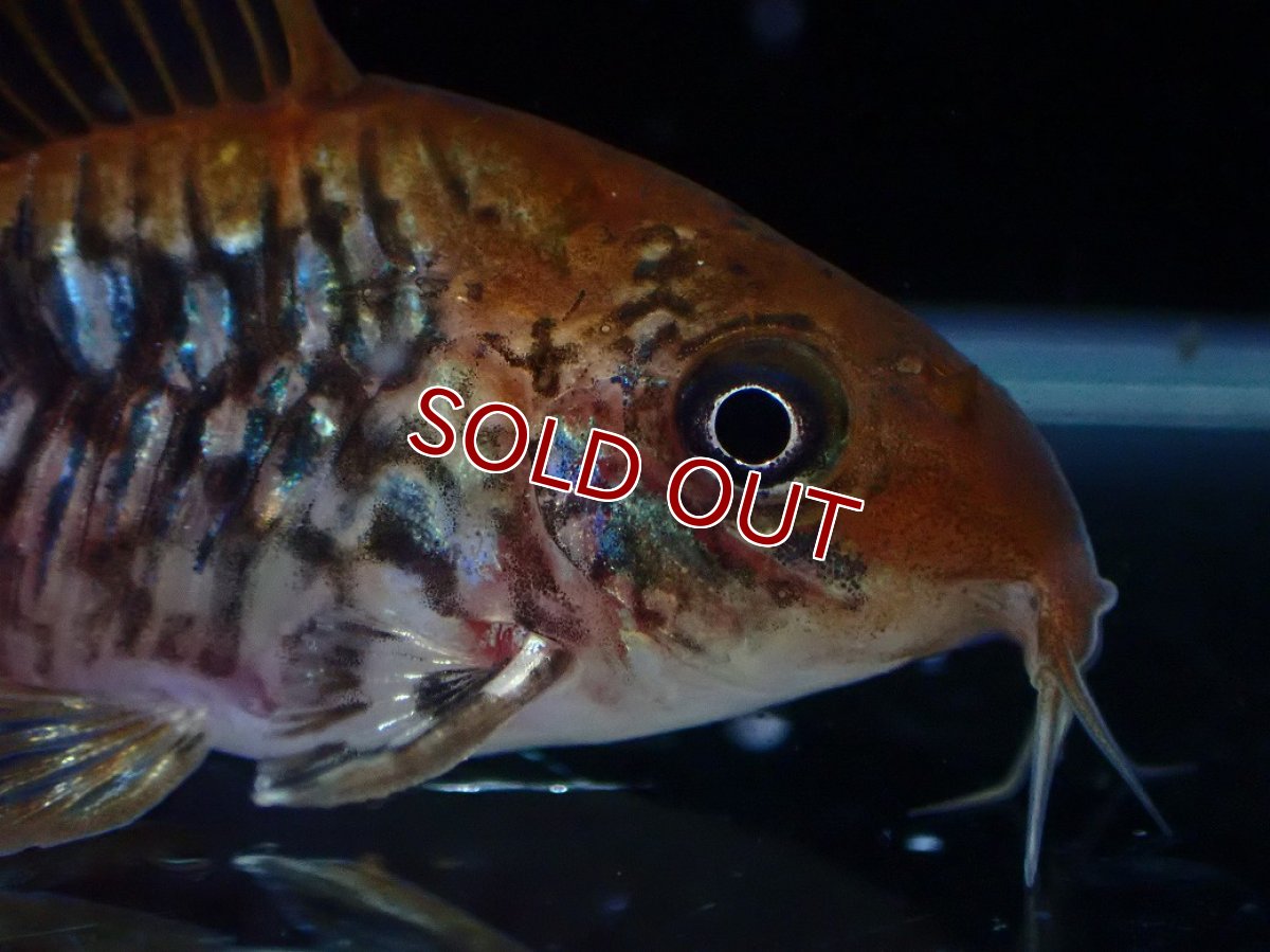 画像2: 【淡水魚】【通販】美個体 No1 コリドラス パンタナルエンシス【個体販売】(±5cm)(コリドラス)(生体)(熱帯魚)NKCR (2)