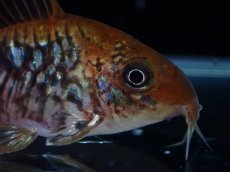 画像2: 【淡水魚】【通販】美個体 No1 コリドラス パンタナルエンシス【個体販売】(±5cm)(コリドラス)(生体)(熱帯魚)NKCR (2)