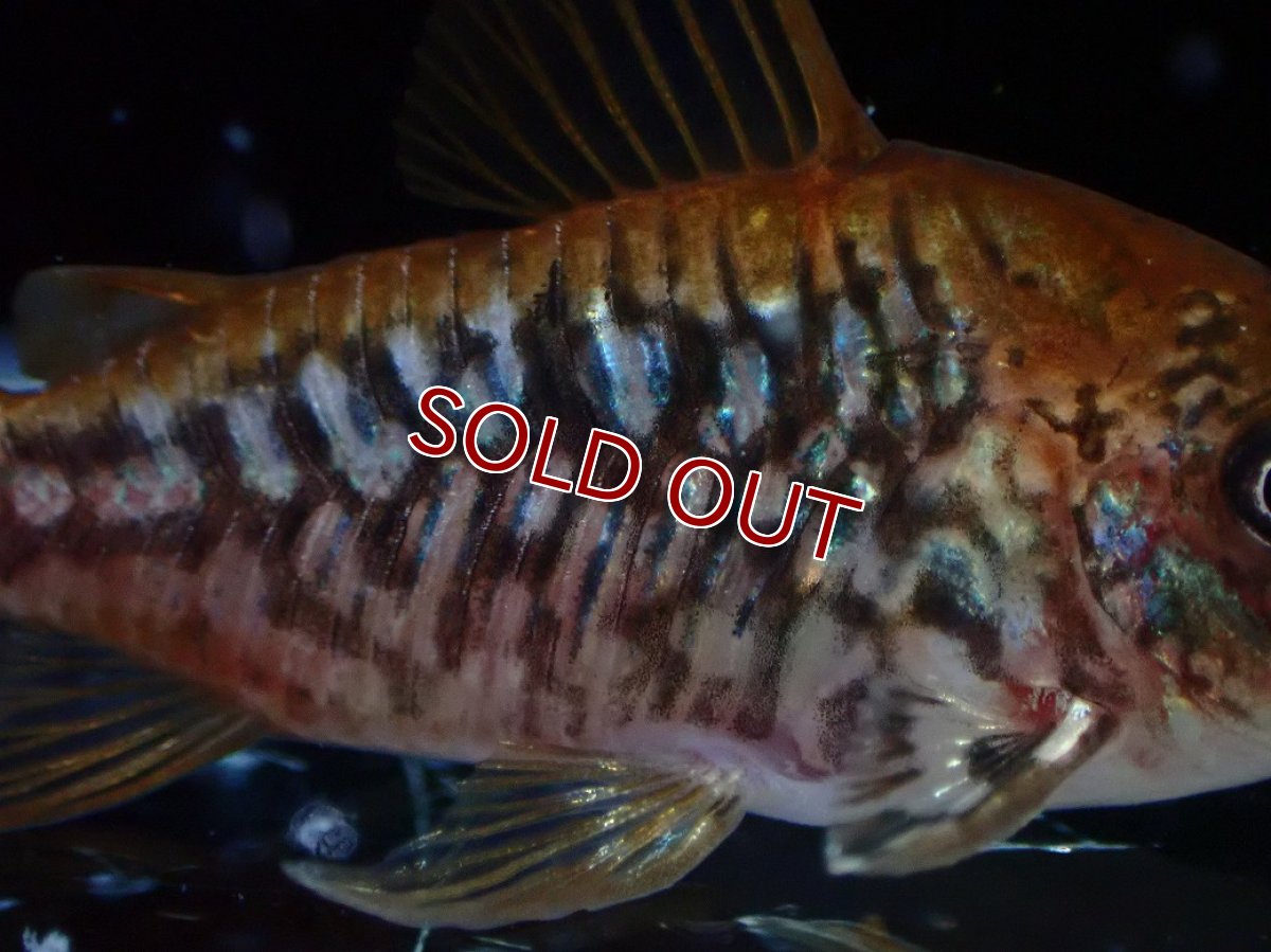 画像3: 【淡水魚】【通販】美個体 No1 コリドラス パンタナルエンシス【個体販売】(±5cm)(コリドラス)(生体)(熱帯魚)NKCR (3)