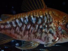 画像3: 【淡水魚】【通販】美個体 No1 コリドラス パンタナルエンシス【個体販売】(±5cm)(コリドラス)(生体)(熱帯魚)NKCR (3)