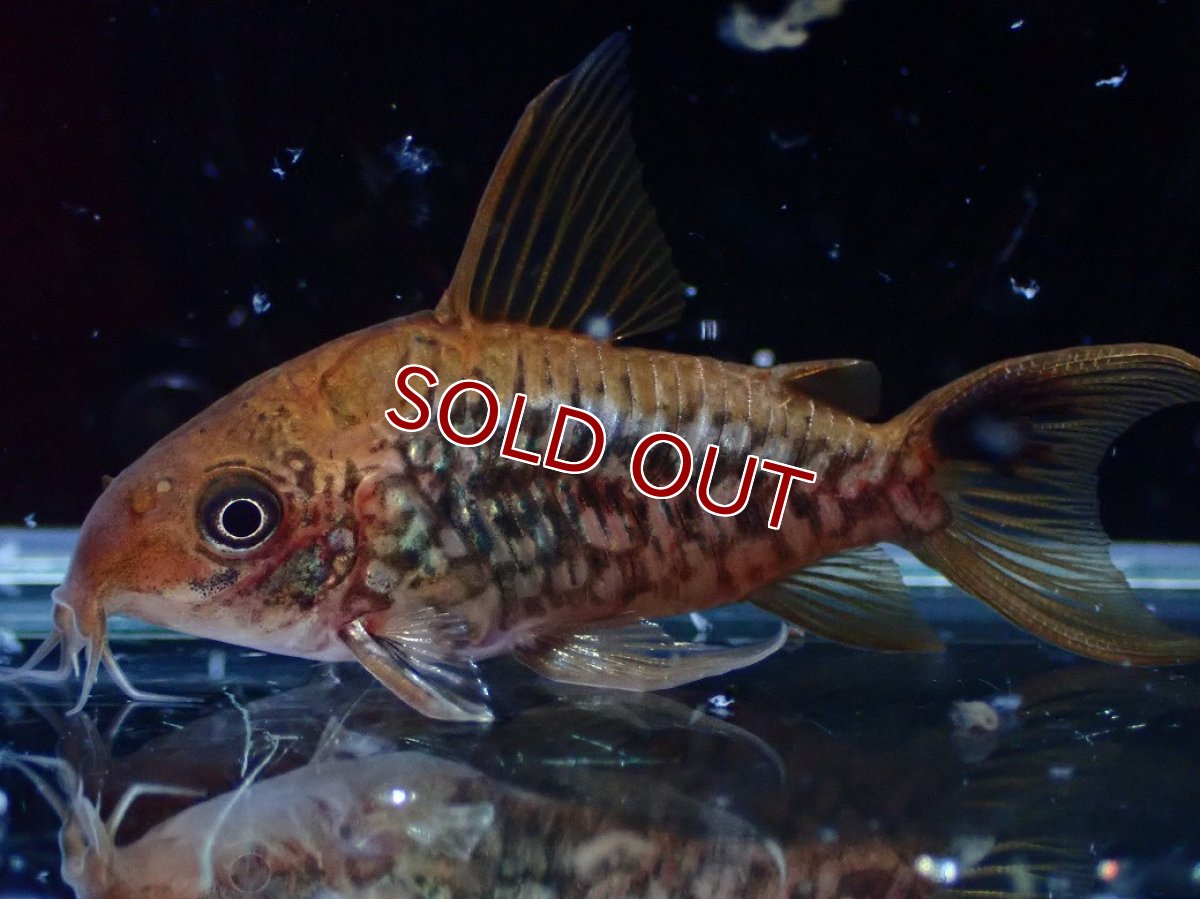 画像4: 【淡水魚】【通販】美個体 No1 コリドラス パンタナルエンシス【個体販売】(±5cm)(コリドラス)(生体)(熱帯魚)NKCR (4)